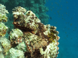 Scorpaenopsis barbatus